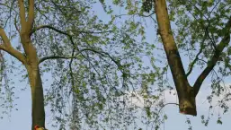 images/bomen rooien/boom boxtel/bomen rooien bomen kappen bomen vellen bomen snoeien bomen verwijderen zwolle Zwiep Zweekhorst-257x145-b24