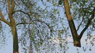 images/bomen rooien/boom boxtel/bomen rooien bomen kappen bomen vellen bomen snoeien bomen verwijderen zwolle Zwiep Zweekhorst-320x180-769