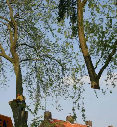 images/bomen rooien/boom boxtel/bomen rooien bomen kappen bomen vellen bomen snoeien bomen verwijderen zwolle Zwiep Zweekhorst-390x424-737