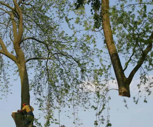 images/bomen rooien/boom boxtel/bomen rooien bomen kappen bomen vellen bomen snoeien bomen verwijderen zwolle Zwiep Zweekhorst-510x424-9ef