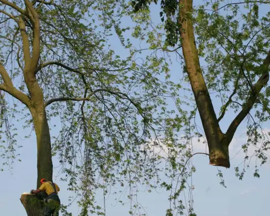 images/bomen rooien/boom boxtel/bomen rooien bomen kappen bomen vellen bomen snoeien bomen verwijderen zwolle Zwiep Zweekhorst-530x424-63a