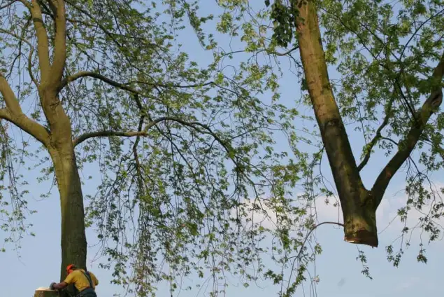 images/bomen rooien/boom boxtel/bomen rooien bomen kappen bomen vellen bomen snoeien bomen verwijderen zwolle Zwiep Zweekhorst-635x424-18c