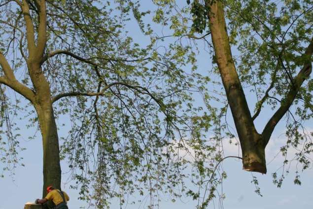 images/bomen rooien/boom boxtel/bomen rooien bomen kappen bomen vellen bomen snoeien bomen verwijderen zwolle Zwiep Zweekhorst-635x424-5fe