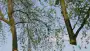 images/bomen rooien/boom boxtel/bomen rooien bomen kappen bomen vellen bomen snoeien bomen verwijderen zwolle Zwiep Zweekhorst-90x51-f76