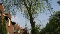 images/bomen rooien/boom boxtel/bomen rooien bomen vellen bomen snoeien bomen kappen Voorst Barneveld Ubbergen-210x119-287