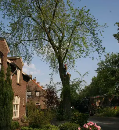 images/bomen rooien/boom boxtel/bomen rooien bomen vellen bomen snoeien bomen kappen Voorst Barneveld Ubbergen-390x424-737