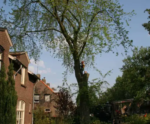 images/bomen rooien/boom boxtel/bomen rooien bomen vellen bomen snoeien bomen kappen Voorst Barneveld Ubbergen-510x424-9ef
