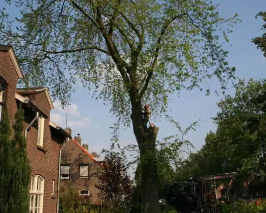 images/bomen rooien/boom boxtel/bomen rooien bomen vellen bomen snoeien bomen kappen Voorst Barneveld Ubbergen-530x424-63a