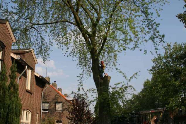 images/bomen rooien/boom boxtel/bomen rooien bomen vellen bomen snoeien bomen kappen Voorst Barneveld Ubbergen-635x424-5fe