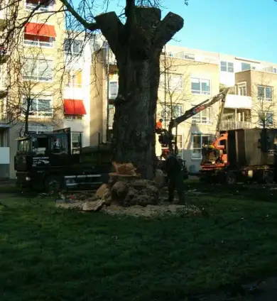 images/bomen rooien/boom rooien 2/HPIM0561-390x424-9a9