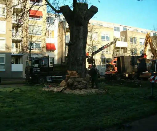 images/bomen rooien/boom rooien 2/HPIM0561-510x424-2fd