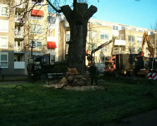 images/bomen rooien/boom rooien 2/HPIM0561-530x424-d61