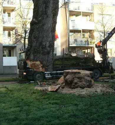 images/bomen rooien/boom rooien 2/HPIM0562-390x424-9a9