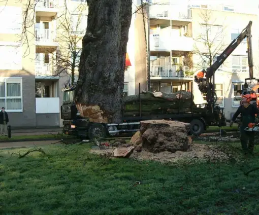images/bomen rooien/boom rooien 2/HPIM0562-510x424-2fd