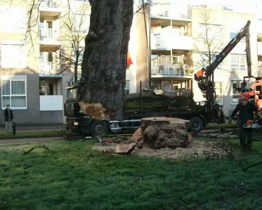 images/bomen rooien/boom rooien 2/HPIM0562-530x424-d61