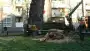 images/bomen rooien/boom rooien 2/HPIM0562-90x51-b58
