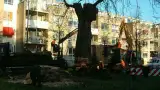 images/bomen rooien/boom rooien 2/HPIM0563-160x90-c73