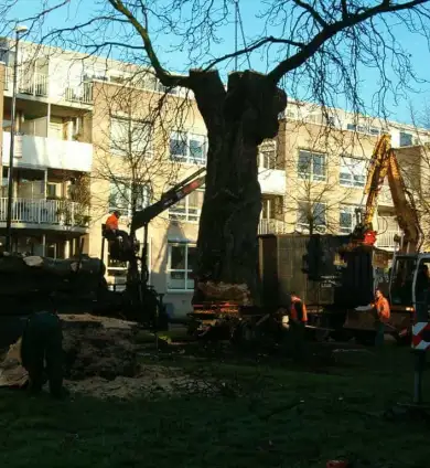 images/bomen rooien/boom rooien 2/HPIM0563-390x424-9a9