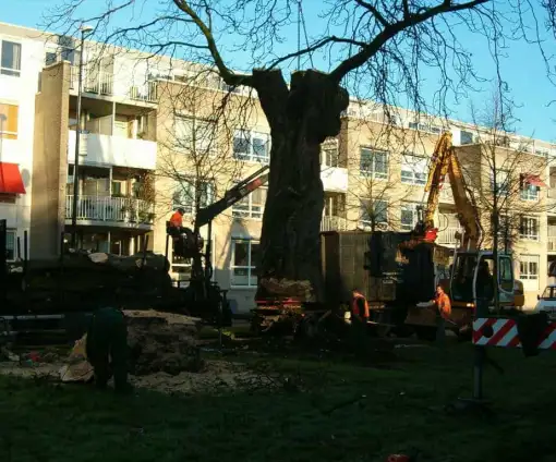 images/bomen rooien/boom rooien 2/HPIM0563-510x424-2fd
