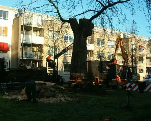 images/bomen rooien/boom rooien 2/HPIM0563-530x424-d61
