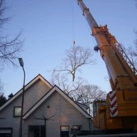 images/bomen rooien/linde boom snoeien in oss liemde veghel boxtel-200x200-37a