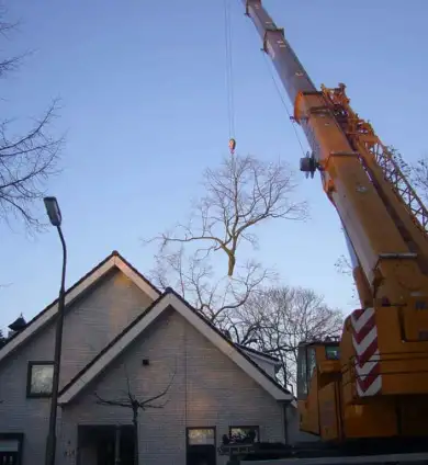 images/bomen rooien/linde boom snoeien in oss liemde veghel boxtel-390x424-f25
