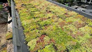 sedum dak op tuinoverkapping 