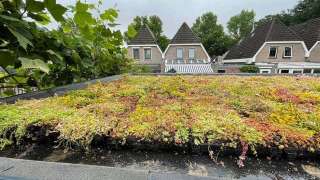 sedum dak op tuinoverkapping 