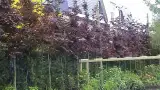 images/dorp tuin/1-160x90-ac6