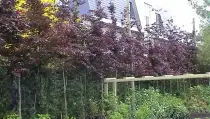 images/dorp tuin/1-210x119-09e