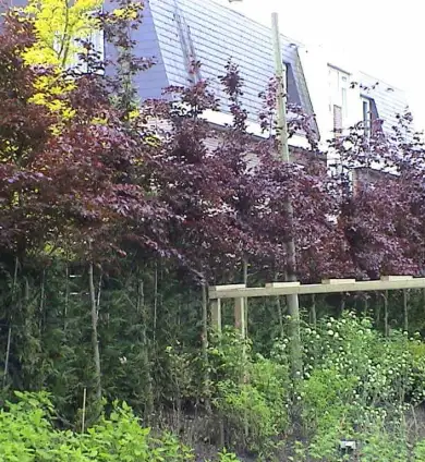 images/dorp tuin/1-390x424-a09