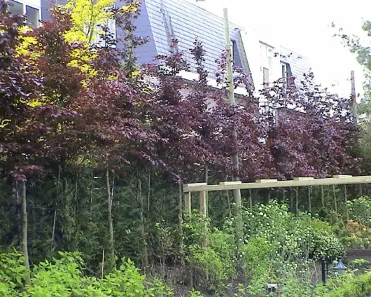 images/dorp tuin/1-530x424-5d8