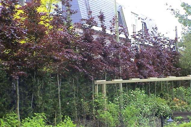 images/dorp tuin/1-635x424-474