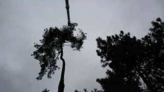 rooien van dennenbomen met een telescoopkraan in vught hintham en den bosch