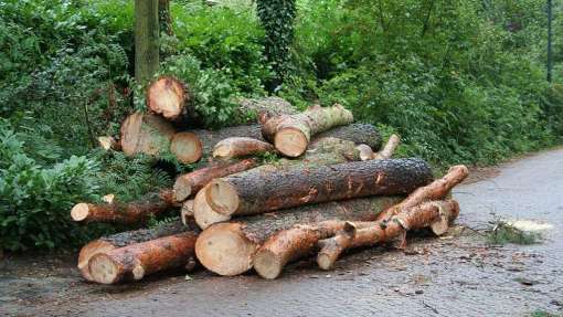 Hasselt bomen rooien