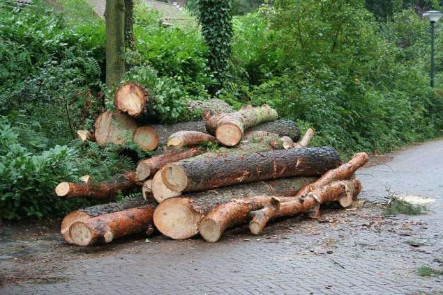 Hasselt bomen rooien