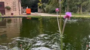images/jaap-dool/tuin-aanleggen-met-zwemijver-en-koivijver-gebakken-straatwerk-hovenier-1-290x163-b43