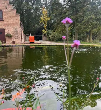 images/jaap-dool/tuin-aanleggen-met-zwemijver-en-koivijver-gebakken-straatwerk-hovenier-1-390x424-961