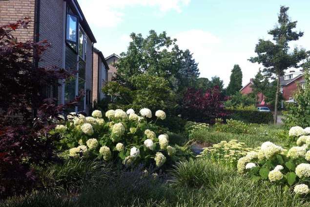 Aanleggen van een voortuin in Berkel Enschot. leveren diverse soorten hortensia's en siergrassen