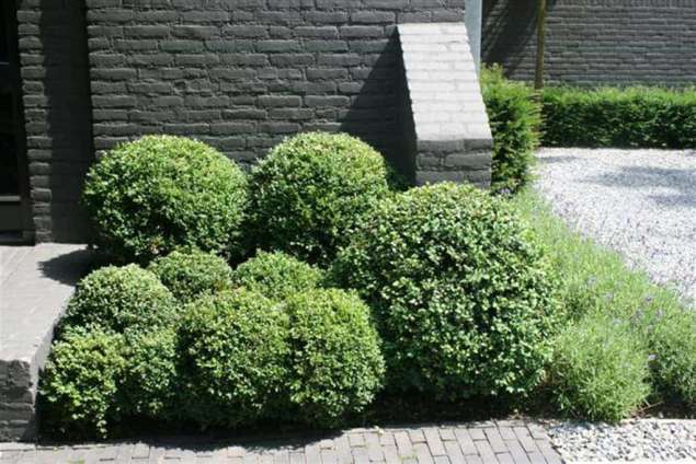 buxusbollen in vught door a van spelde hovenier 