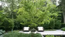 images/malherbe/moderne beplanting in een strakke tuin in vught-210x119-cd6