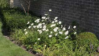 tuinarchitectuur Tilburg  witte annemoon met buxes en lirope paars. de kracht van een sterk tuinontwerp is dat er het gehele jaar kleur en groen aanwezig is