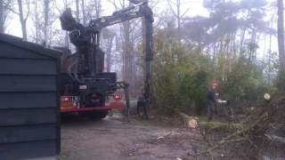 rooien en opruimen van bomen