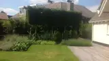 images/olpen/13 dichte haag van leilandii  groene coniferen geen inkijk meer van de buren. tilburg veldhoven Best udenhout den bosch rosmalen goirle-160x90-be2