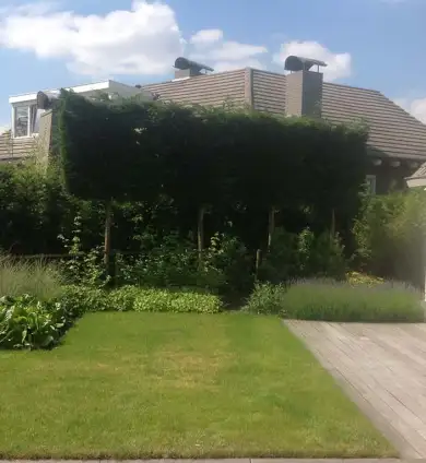 images/olpen/13 dichte haag van leilandii  groene coniferen geen inkijk meer van de buren. tilburg veldhoven Best udenhout den bosch rosmalen goirle-390x424-859