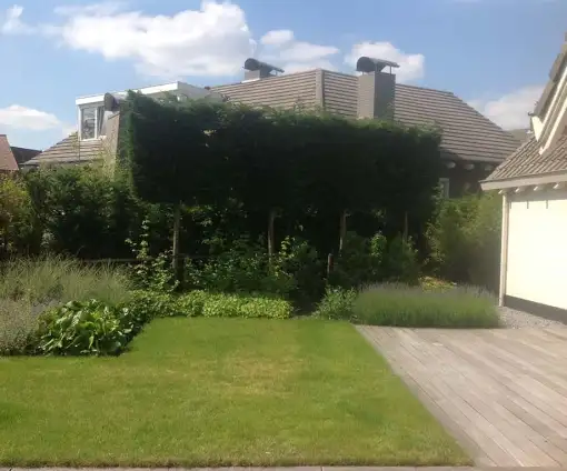 images/olpen/13 dichte haag van leilandii  groene coniferen geen inkijk meer van de buren. tilburg veldhoven Best udenhout den bosch rosmalen goirle-510x424-343