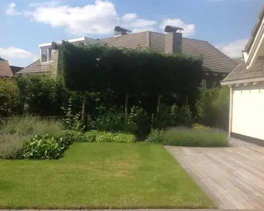 images/olpen/13 dichte haag van leilandii  groene coniferen geen inkijk meer van de buren. tilburg veldhoven Best udenhout den bosch rosmalen goirle-530x424-4bb