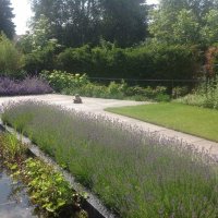 images/olpen/3 lavendul past goed in een strakke tuin. tuinontwerpen met kracht tilburg brabant hovenier-200x200-b1c