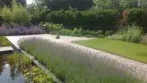 images/olpen/3 lavendul past goed in een strakke tuin. tuinontwerpen met kracht tilburg brabant hovenier-210x119-3f4