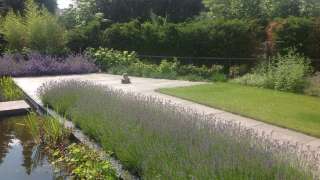 hardhouten terras van bangkari. met lavendel, bamboe en witte annabel, hovenier Tilburg Udenhout Brabant Eindhoven fellenoord de bergen witte dame Eindhoven